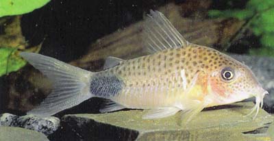 Corydoras sp. C66